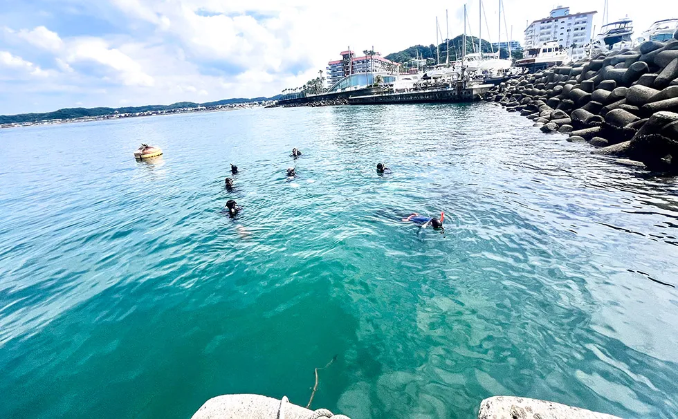藻場再生の見学会