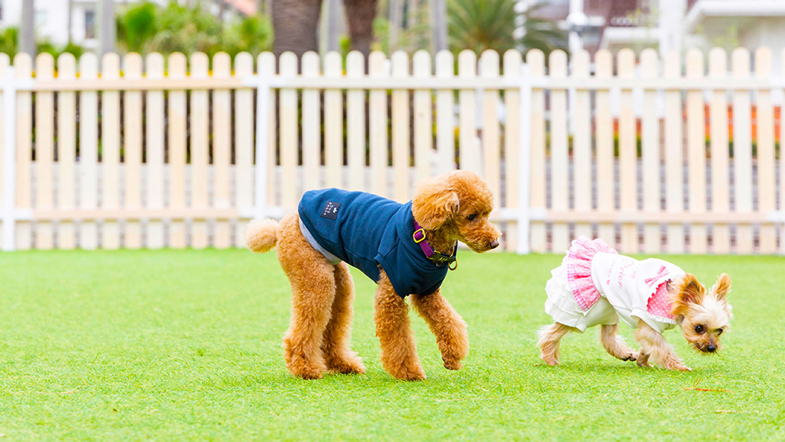 写真：わんちゃん