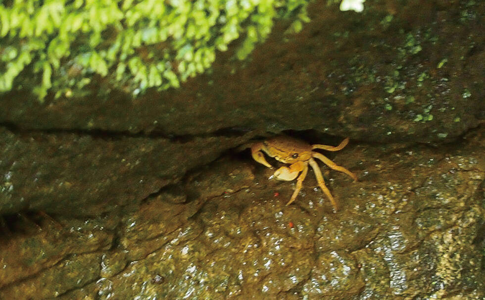 写真:アカテガニ