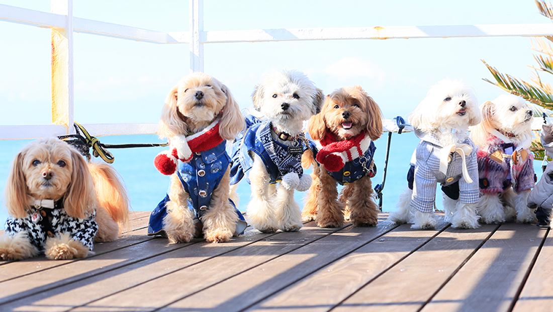 写真：わんちゃん