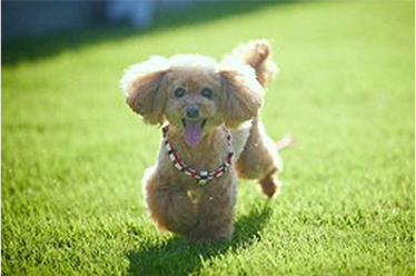 写真:わんちゃん