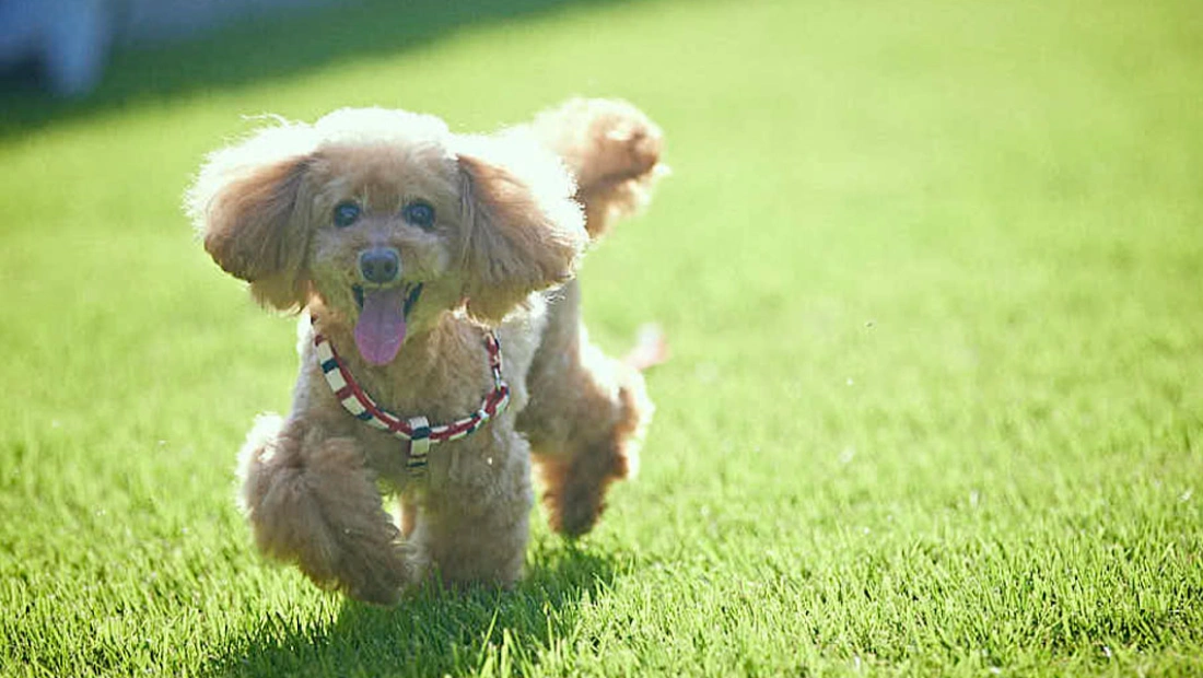 写真:わんちゃん