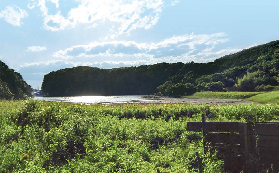 写真：小網代の森