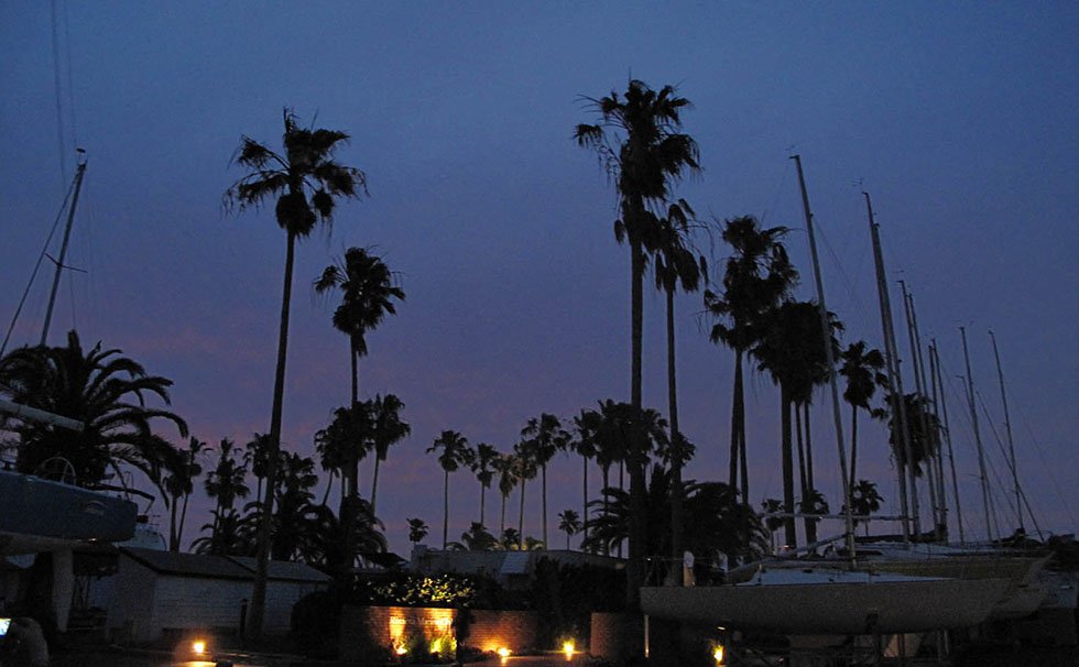 パームツリー夜景