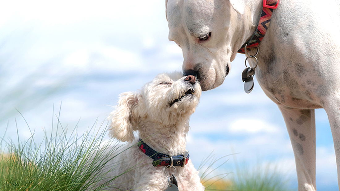 写真：わんちゃん