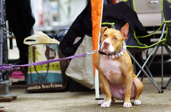 写真：わんちゃん