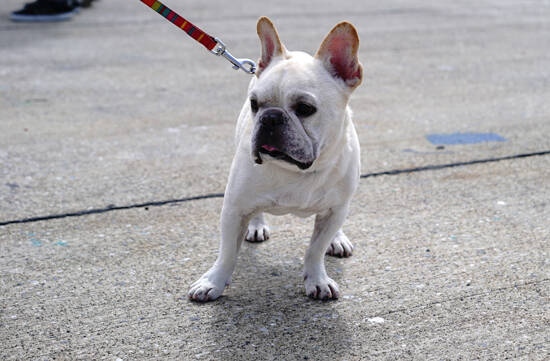 写真：わんちゃん
