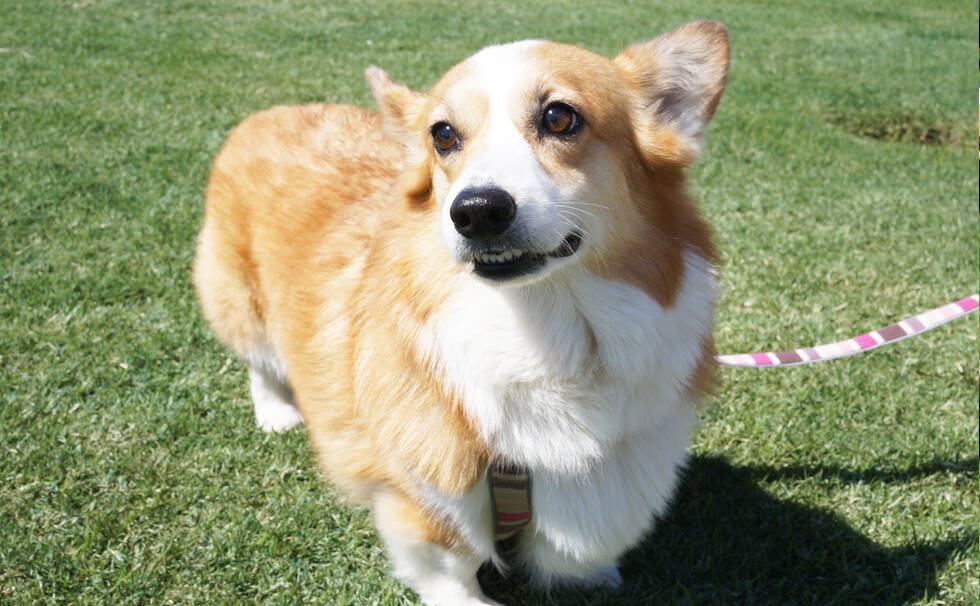 写真：わんちゃん