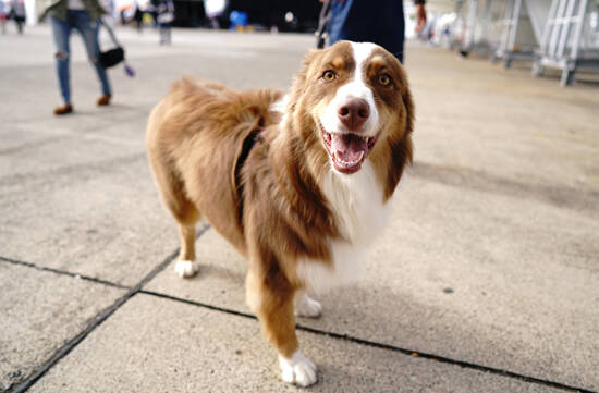 写真：わんちゃん