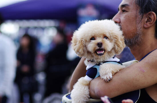 写真：わんちゃん