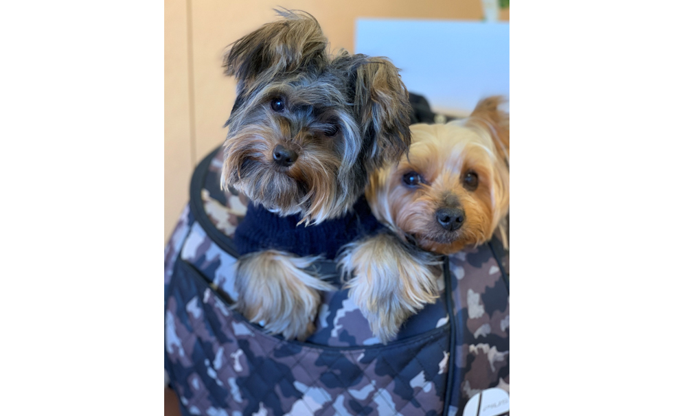 写真:わんちゃん