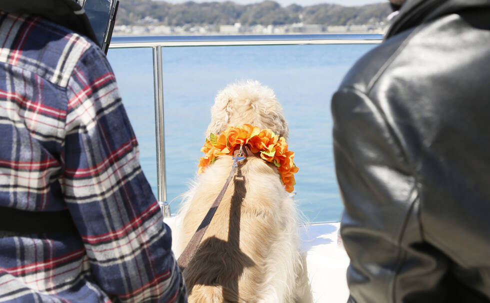 写真：わんちゃん