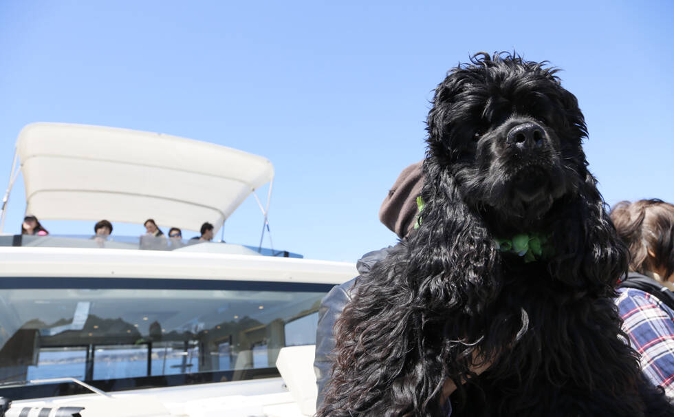写真：わんちゃん