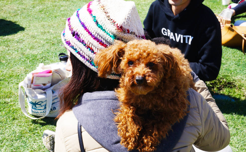 写真：わんちゃん
