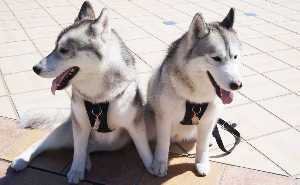 写真：わんちゃん