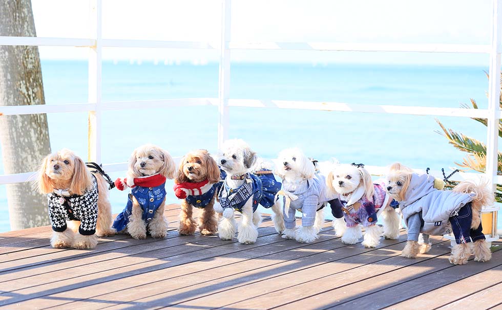 写真：わんちゃん