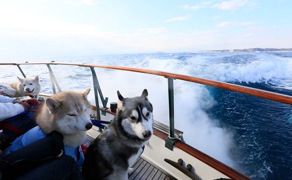 写真：わんちゃん
