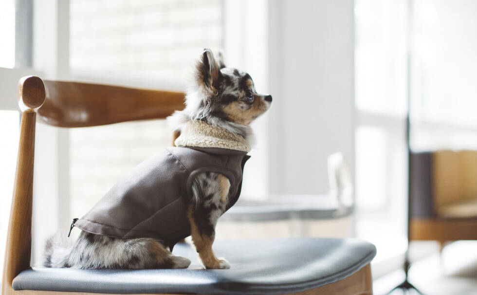 写真:わんちゃん freestitch