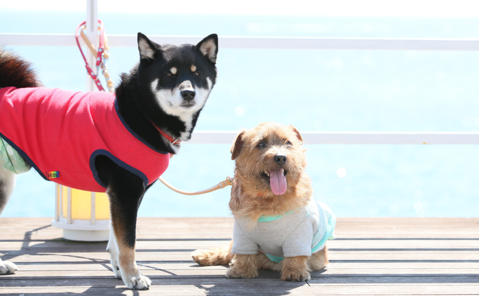 写真:わんちゃん
