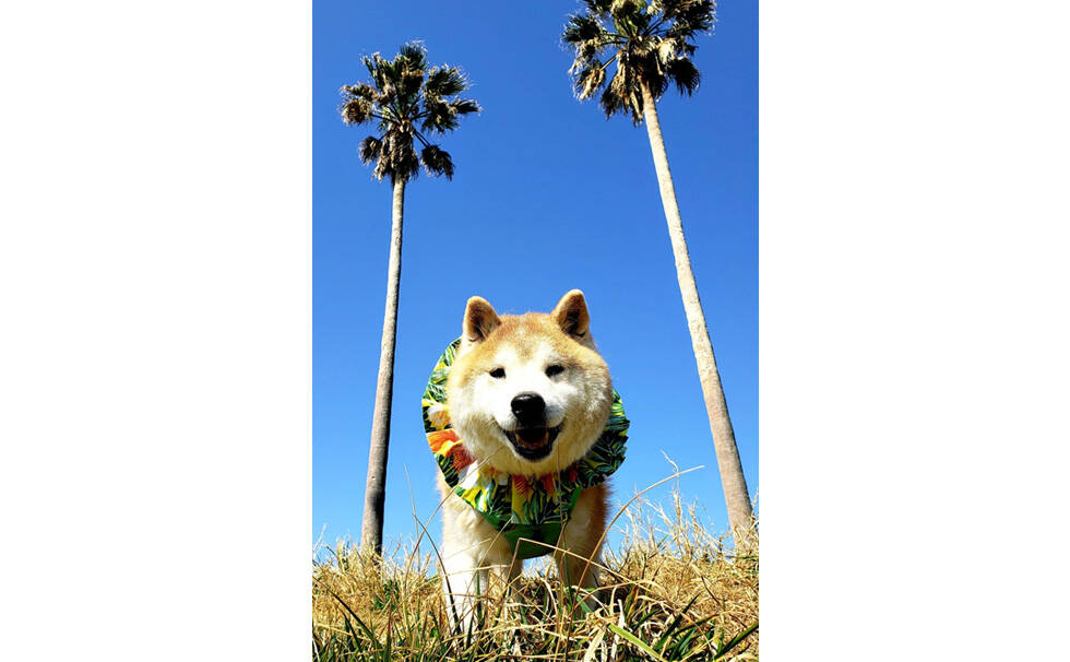 写真:わんちゃん