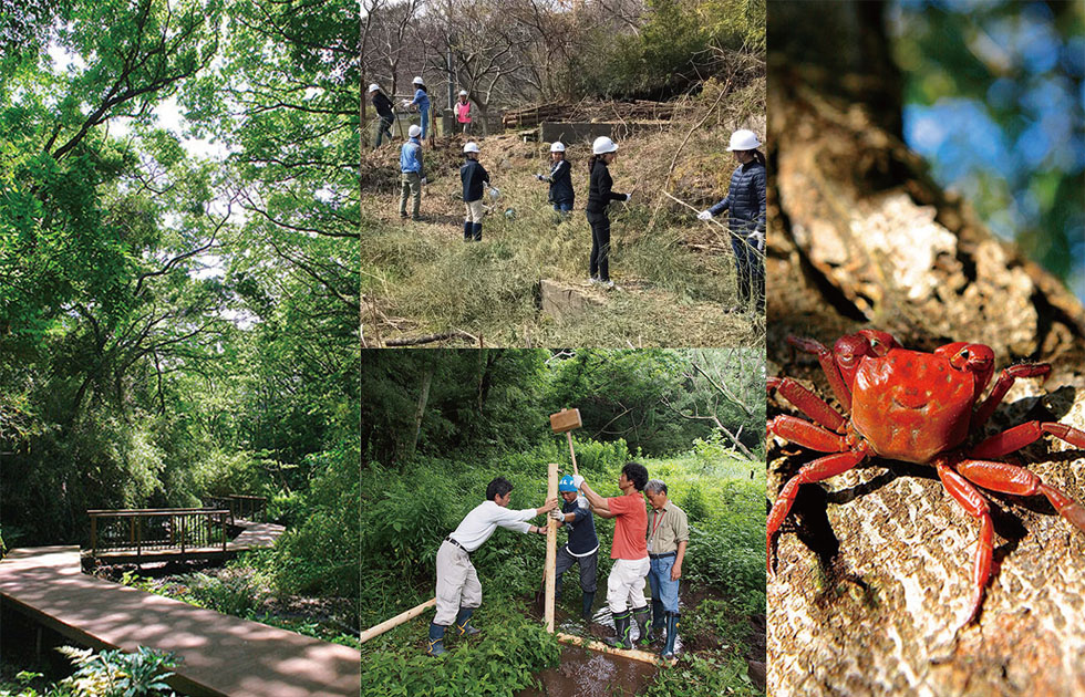 写真:小網代の森 保全活動