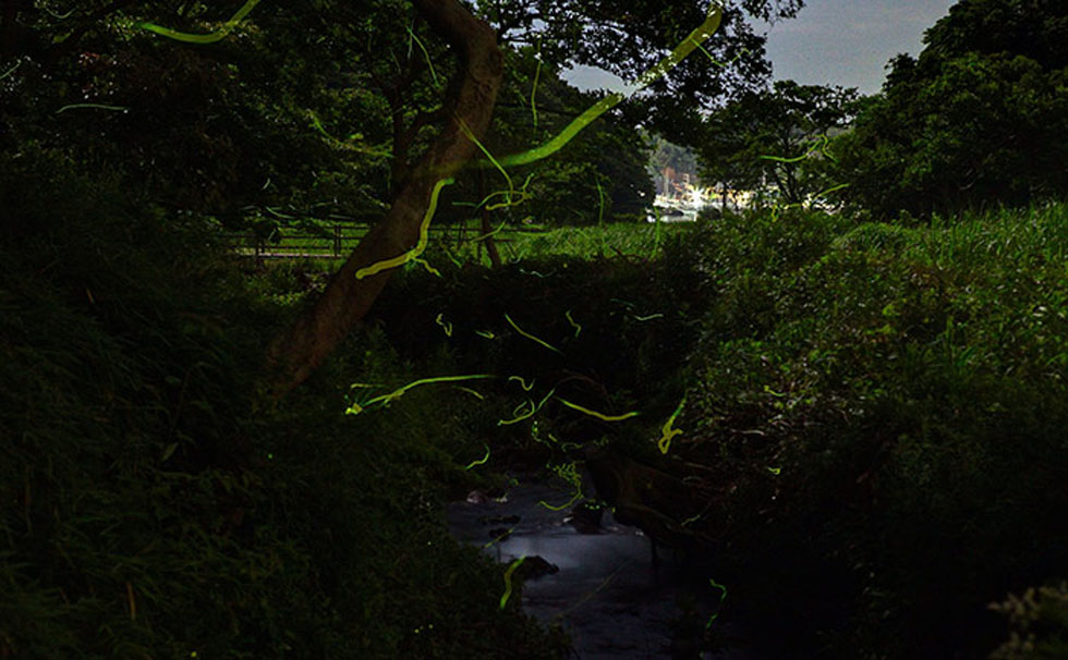 写真:ホタル