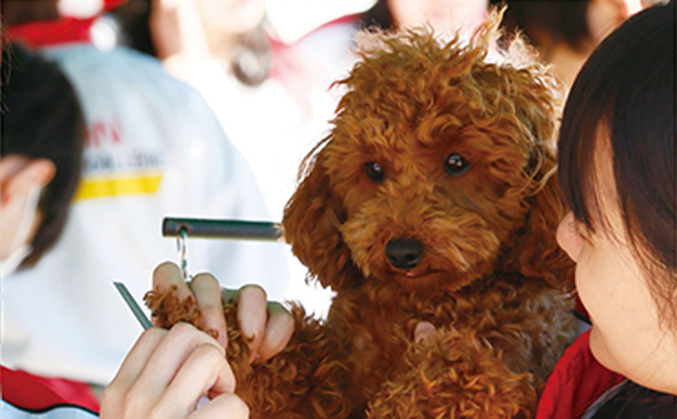 写真:第2回 逗子マリーナペットフェスタ 2019