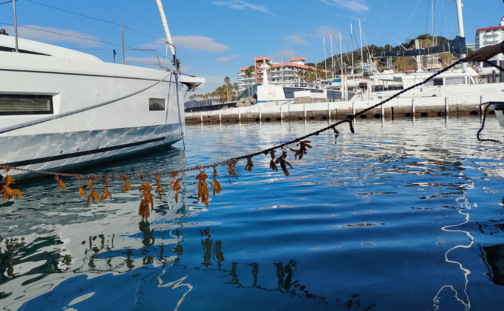 写真：ブルーカーボンベルト