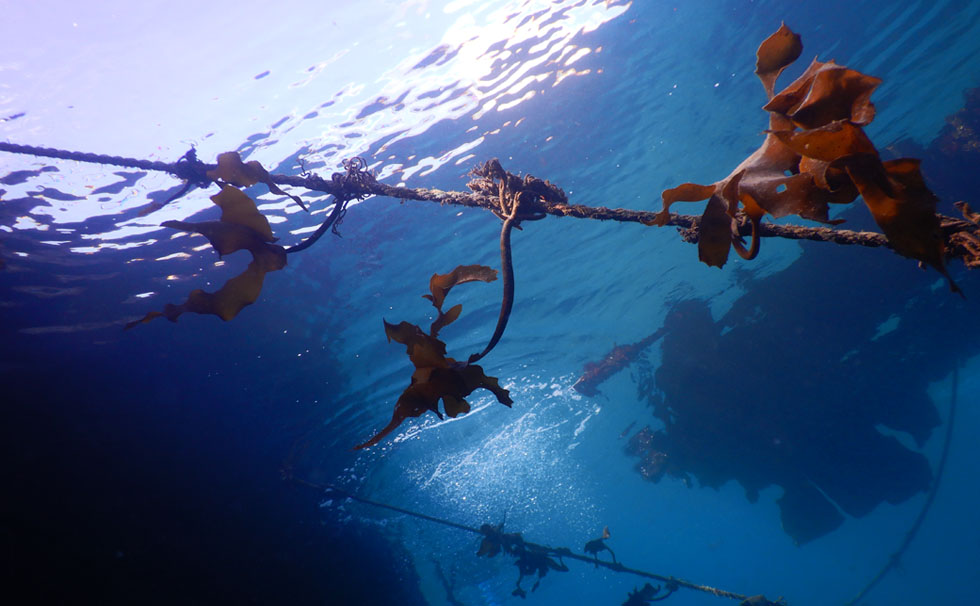 写真：藻場再生