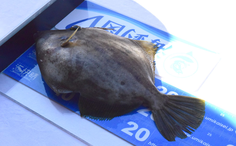 写真:フィッシングマスター 2024 ハギの様子