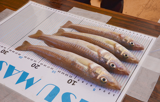 写真：キスマスター