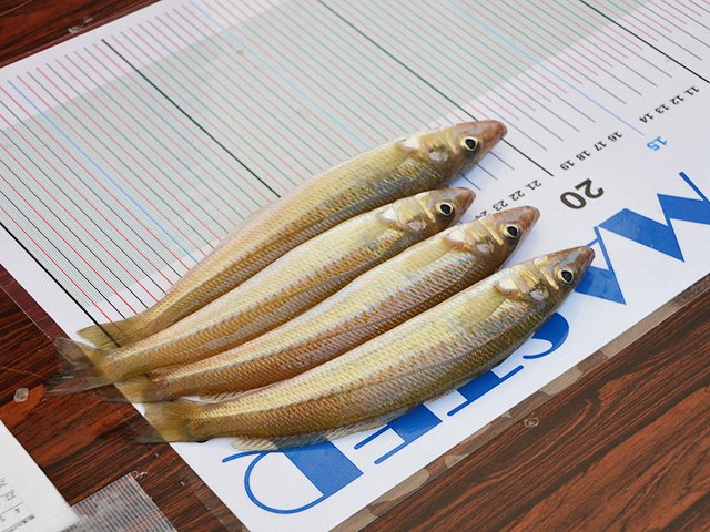 写真：キスマスター