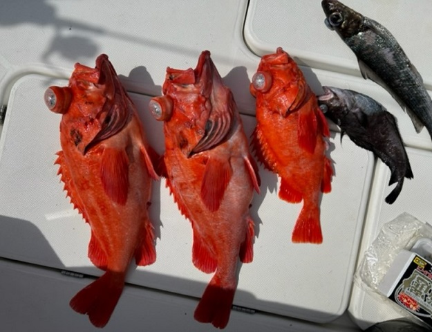 写真:アコウダイ