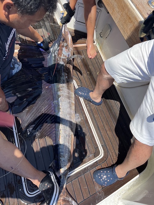 写真:バショウカジキ