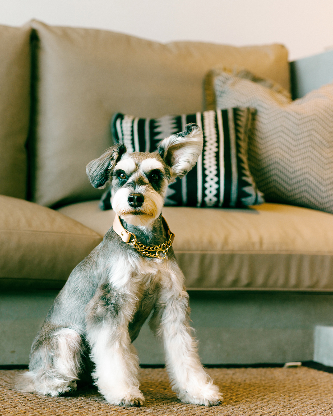 ウィズドッグバナー