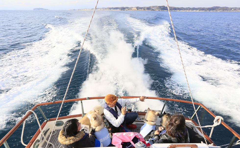 写真:第3回逗子マリーナペットフェスタ