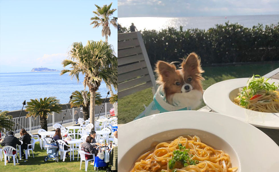 写真:ペットと共にお昼ごはん