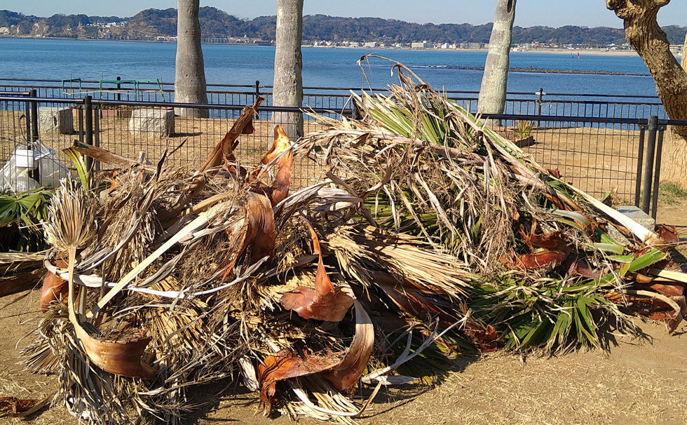 写真:1回の剪定での枯れ葉