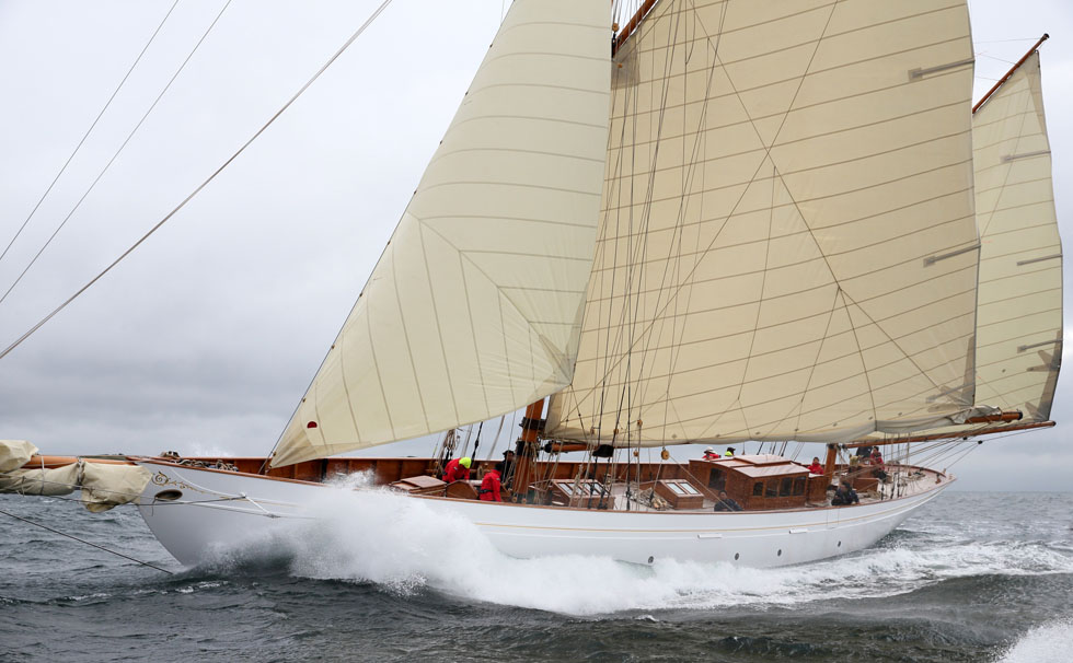 写真：ｼﾅｰﾗ