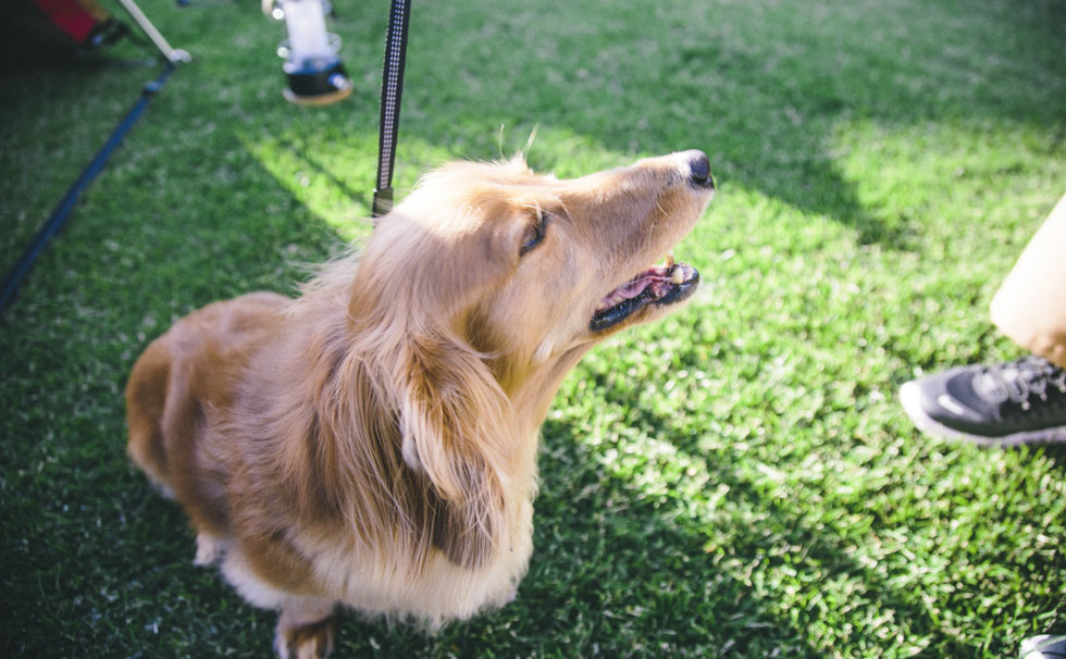 写真:愛犬イメージ