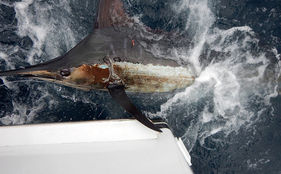 写真:クロカジキ