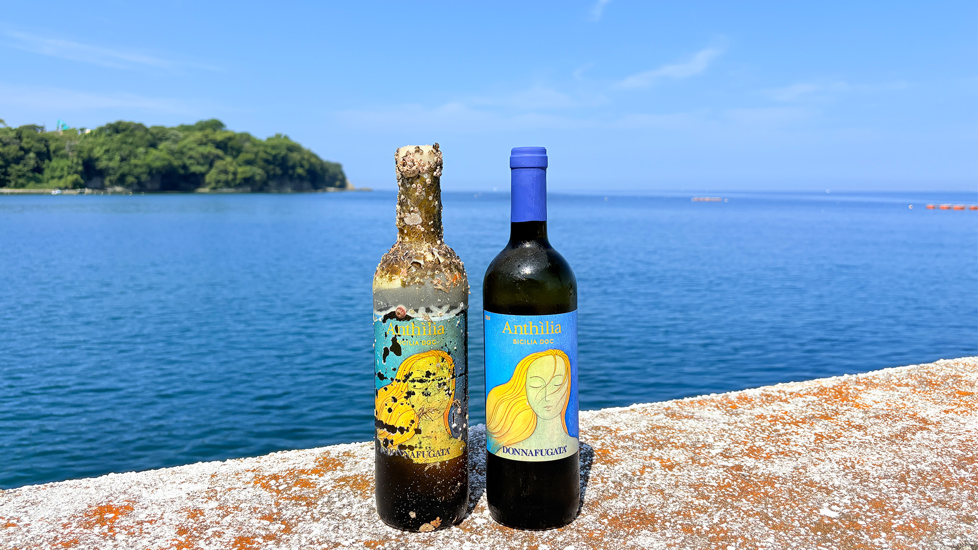 画像:海底ワイン 白